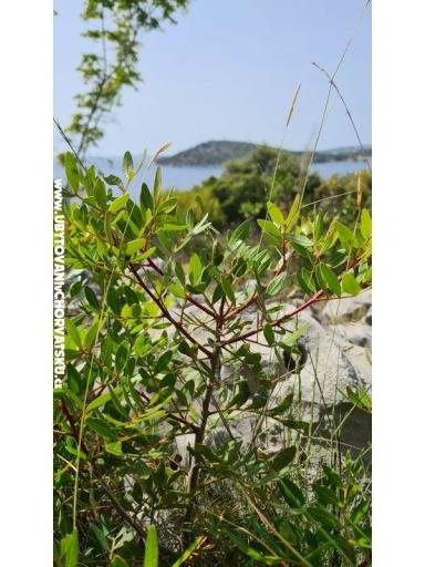 Holiday Appartamenti Lucic – foto 100