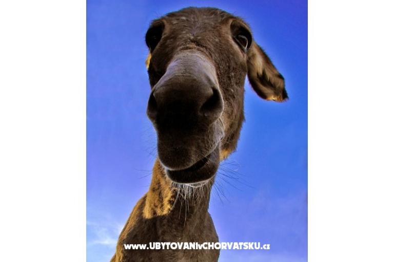 Appartamenti Lavdara – foto 11