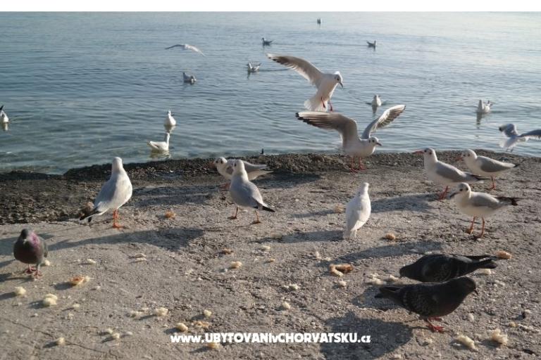 Appartamenti Vagabundo – foto 8