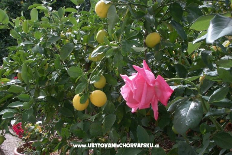Appartamenti Anita – foto 9