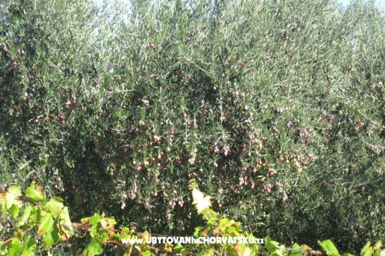 Appartamenti Čorić – foto 11