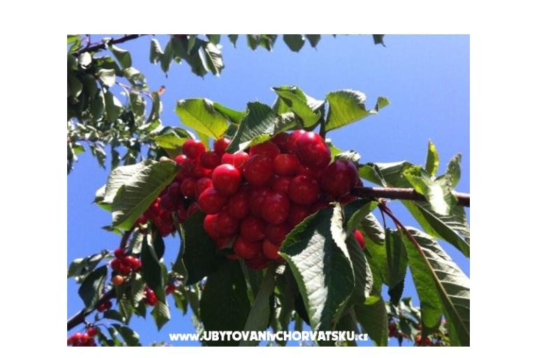 Vukman Appartamenti – foto 6