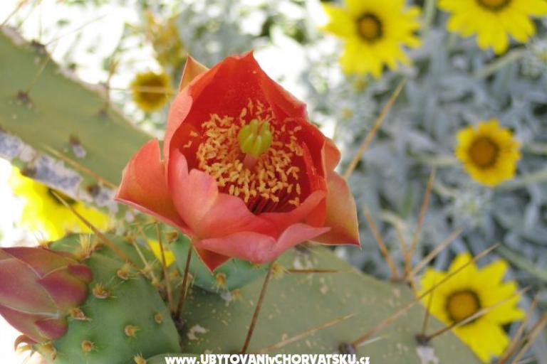 Appartamenti Sunce – foto 10