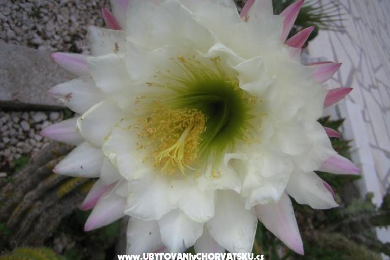 Appartamenti Sunce – foto 13