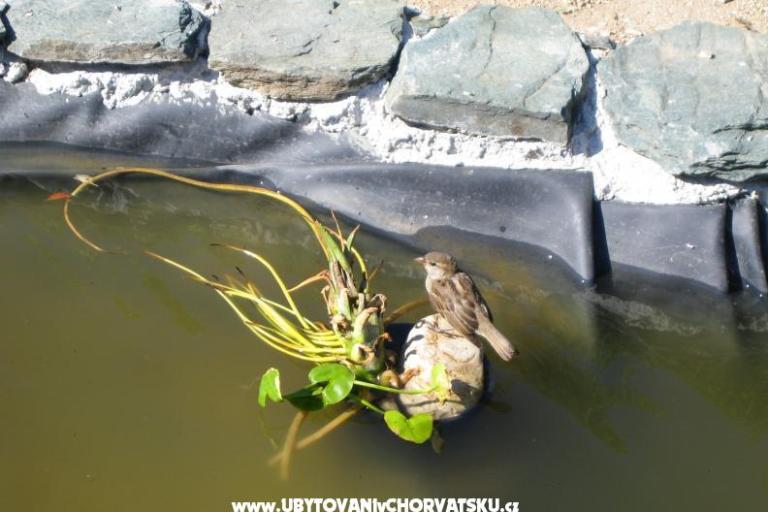 Appartamenti Sunce – foto 14