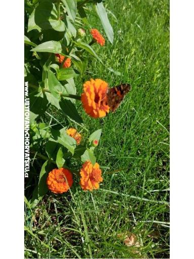 Appartamenti Vesna - Casa Covic – foto 7