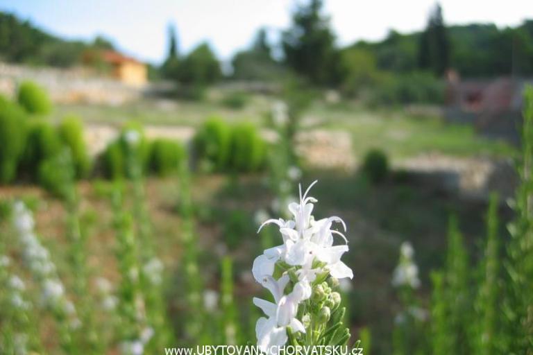 Appartamenti Perutović – foto 7