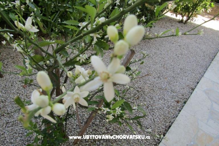 Appartamenti Kokor – foto 5