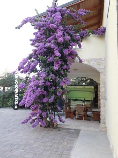 Appartamenti  Vesna  – foto 9