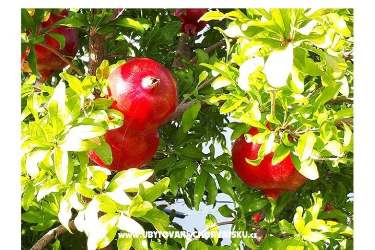 Appartamenti Marija – foto 12