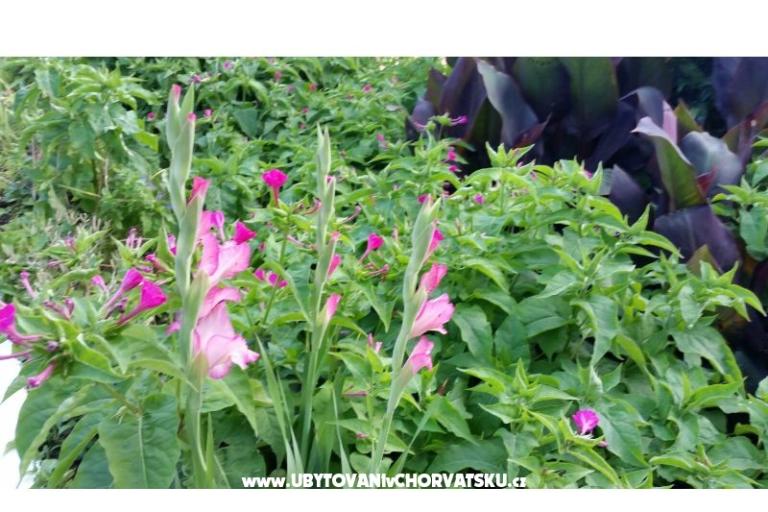 Appartamenti Lily – foto 9