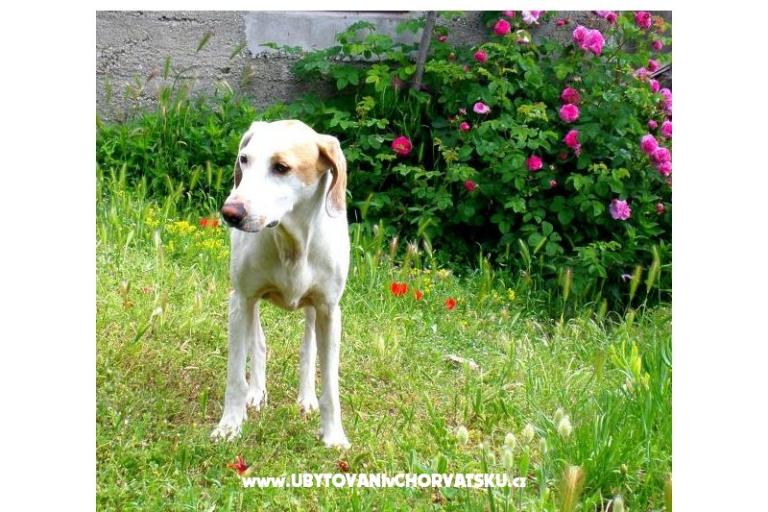 Appartamento Bjanka – foto 18